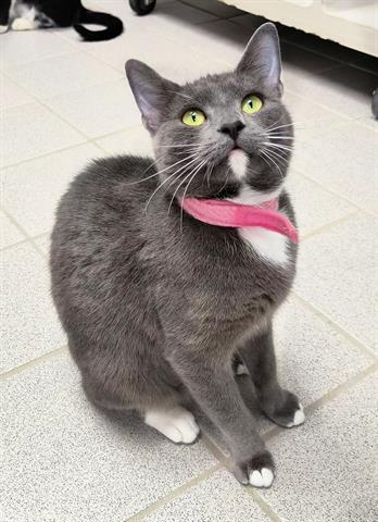 FRAN