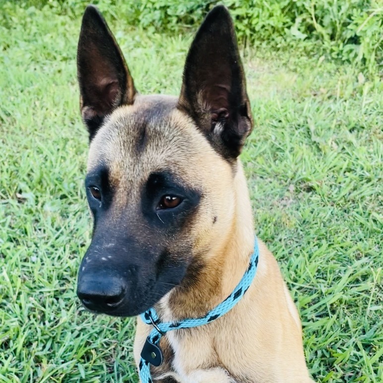 Ruger
