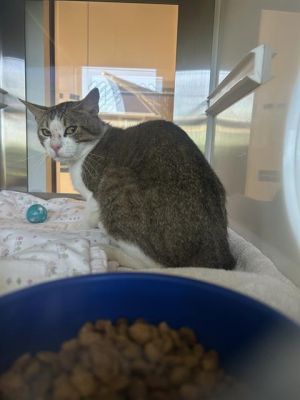 SARGE, Young Male Domestic Short Hair