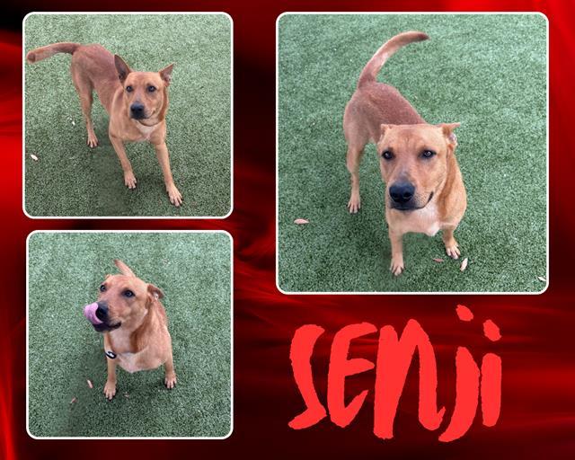 SENJI, an adoptable Basenji in Pearland, TX, 77581 | Photo Image 1