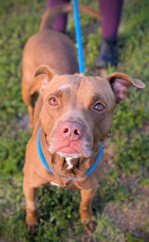 WALLY American Staffordshire Terrier Dog