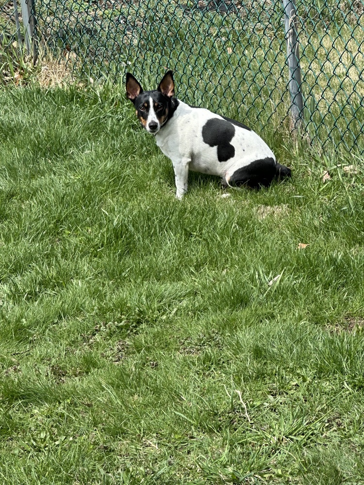 DUKE