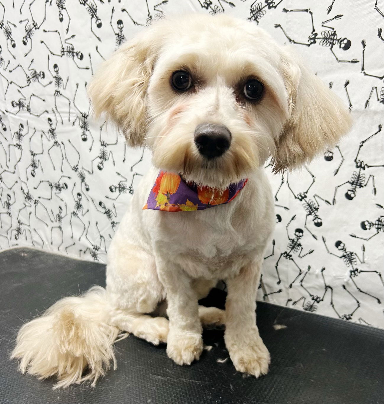 Molly - APPLICATIONS UNDER REVIEW