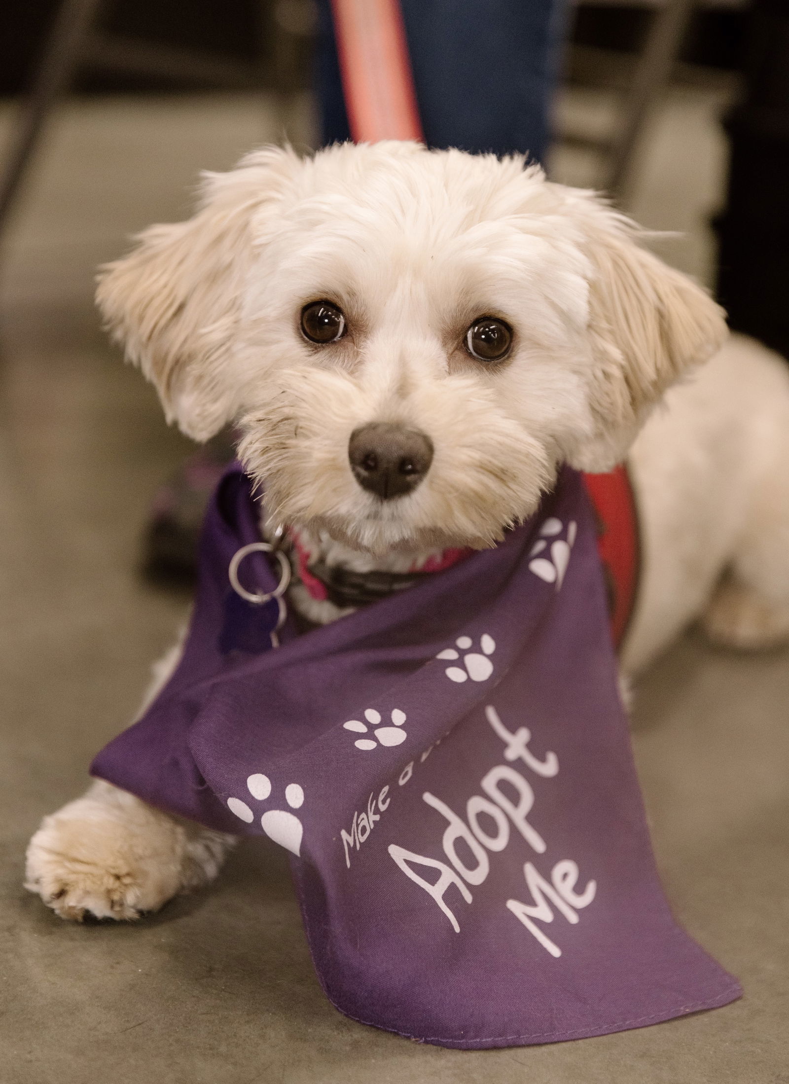 Molly - APPLICATIONS UNDER REVIEW
