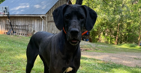 Harley