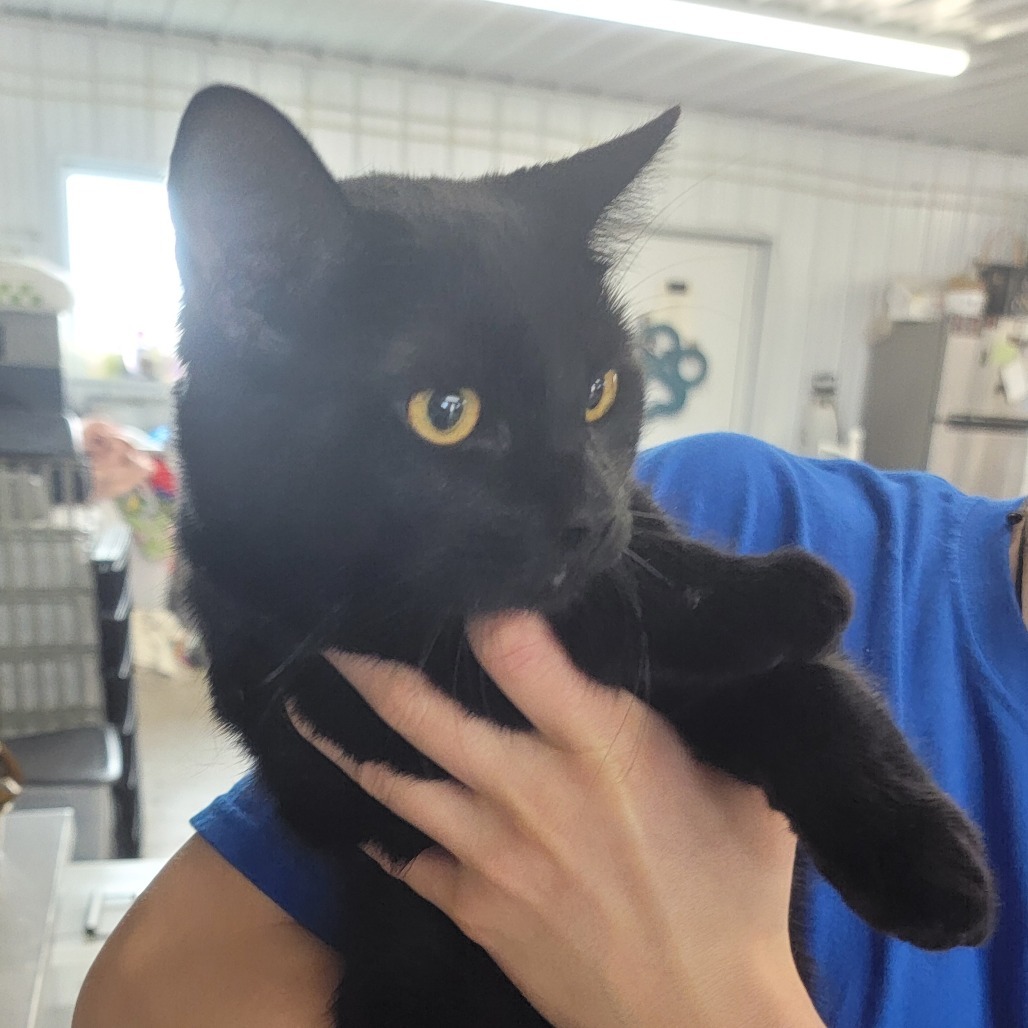 Denim, an adoptable Domestic Short Hair in Spanish Fork, UT, 84660 | Photo Image 1