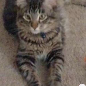Zoro, Young Male Domestic Medium Hair