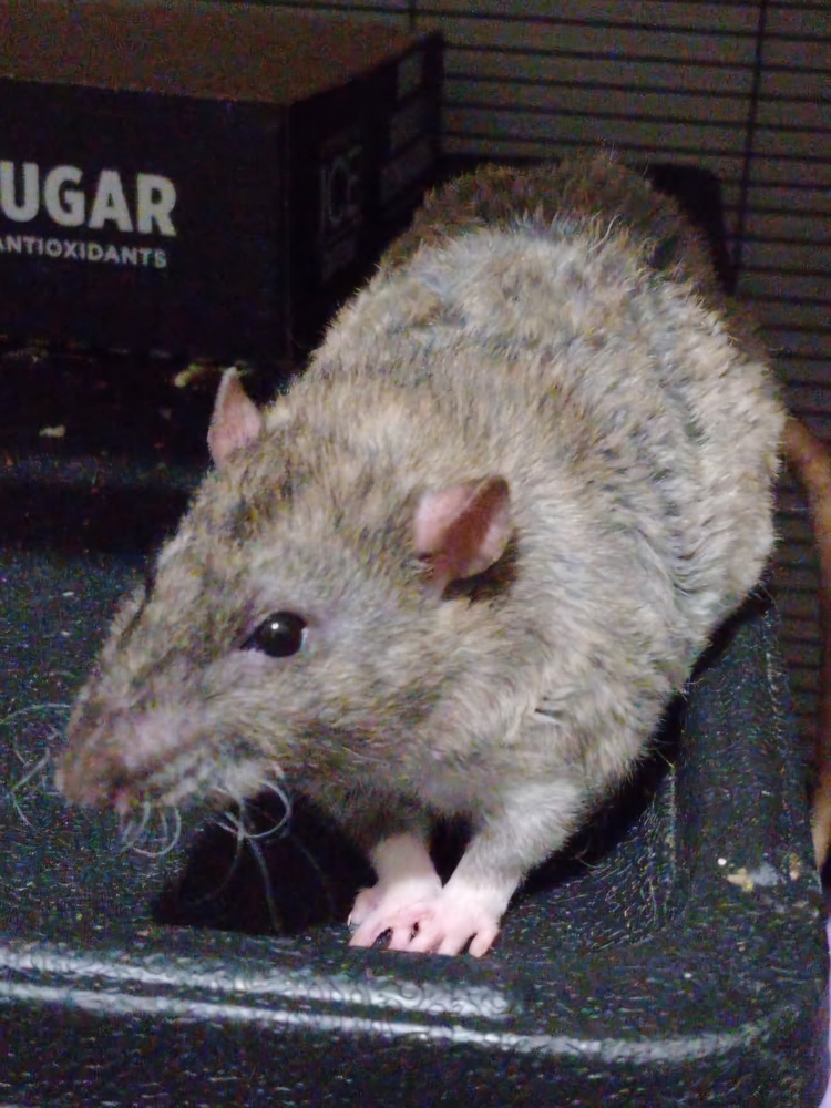 Sam