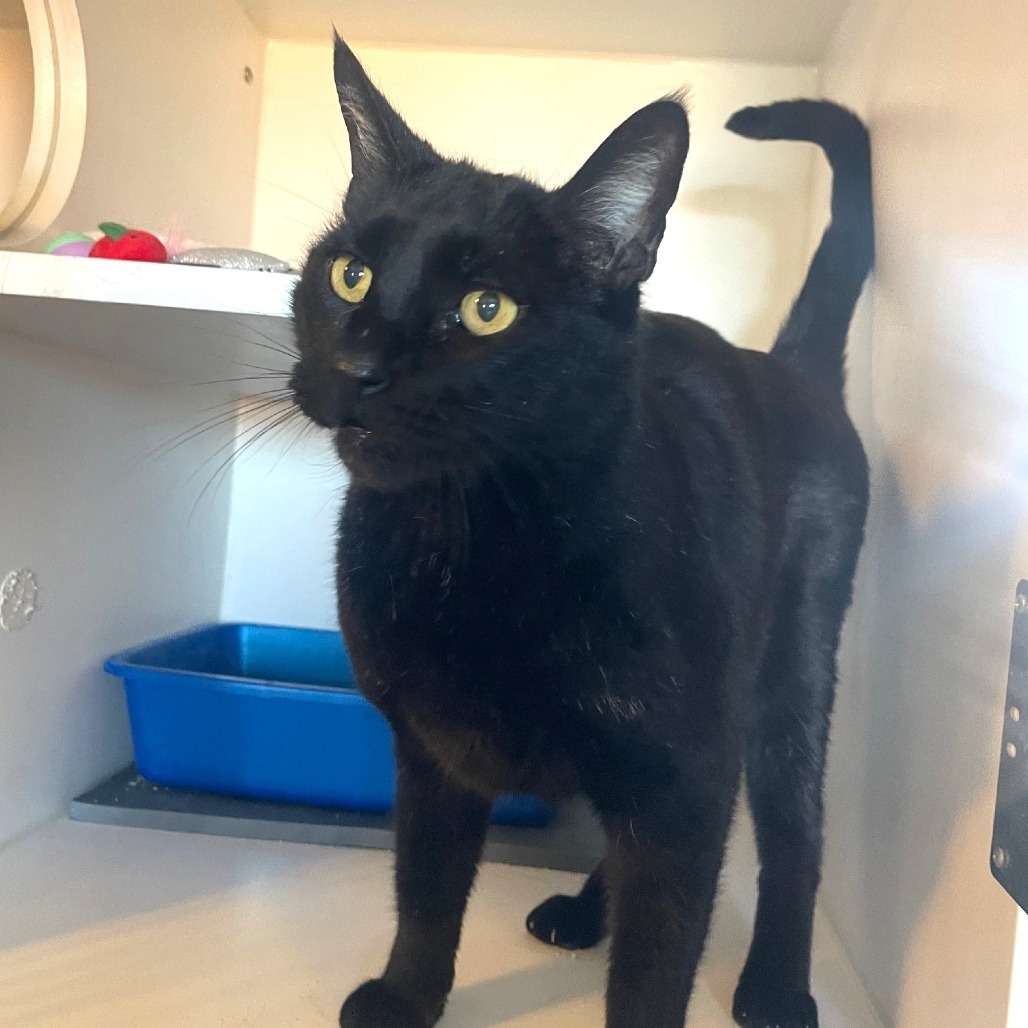 Blackie