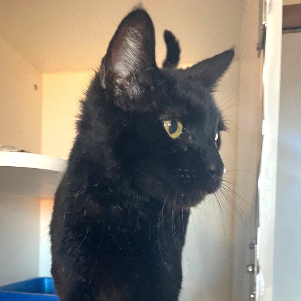 Blackie