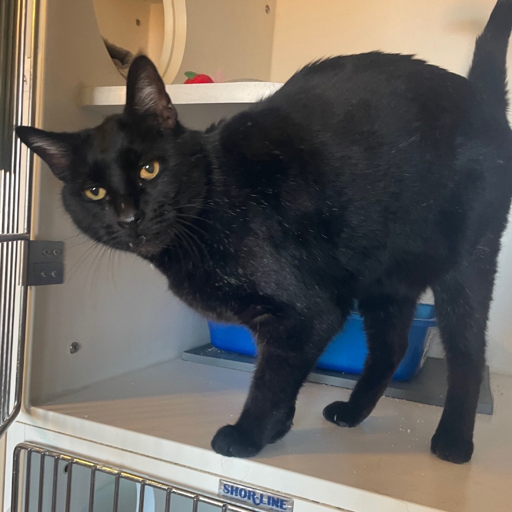 Blackie, an adoptable Domestic Short Hair in Prescott, AZ, 86304 | Photo Image 3