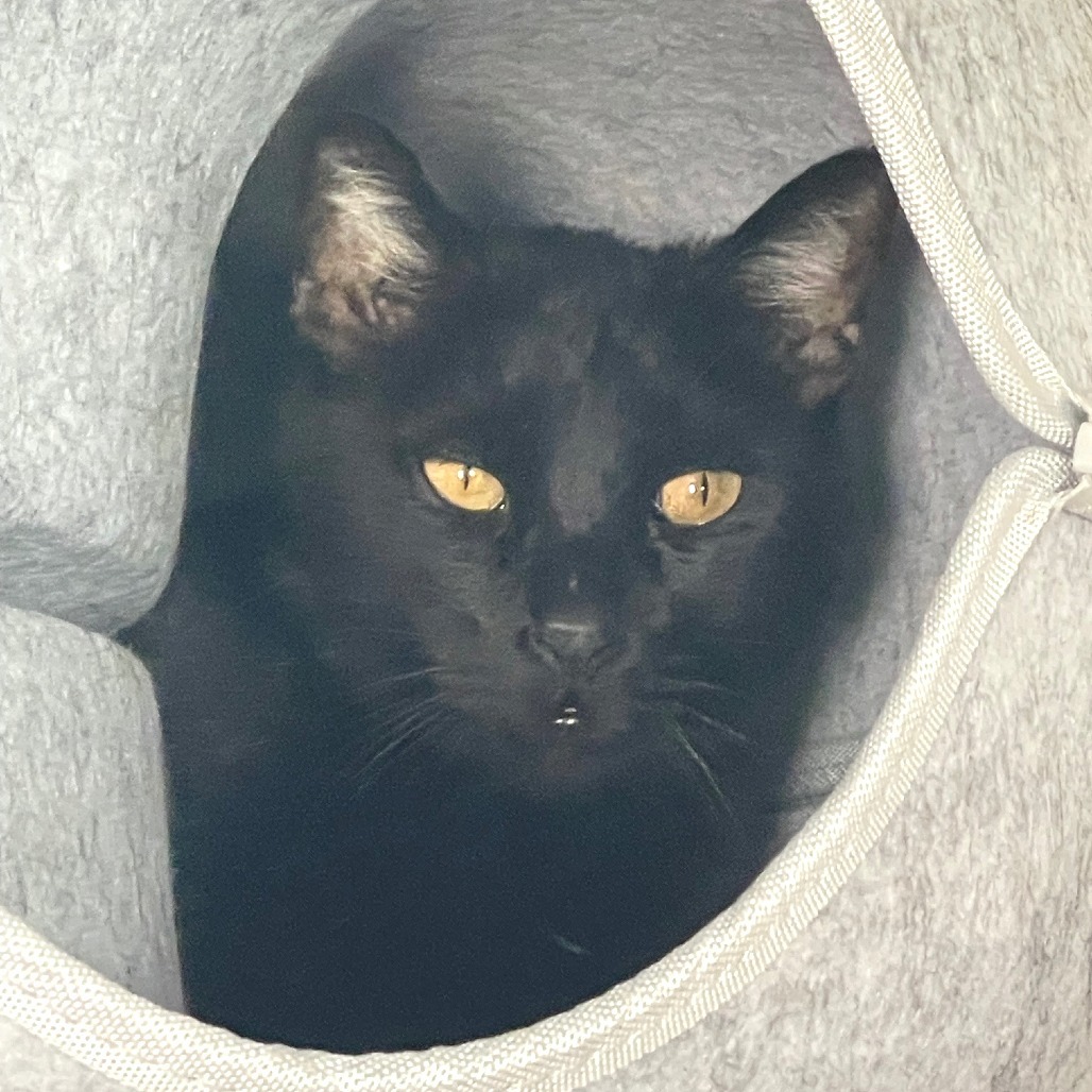 Blackie, an adoptable Domestic Short Hair in Prescott, AZ, 86304 | Photo Image 4