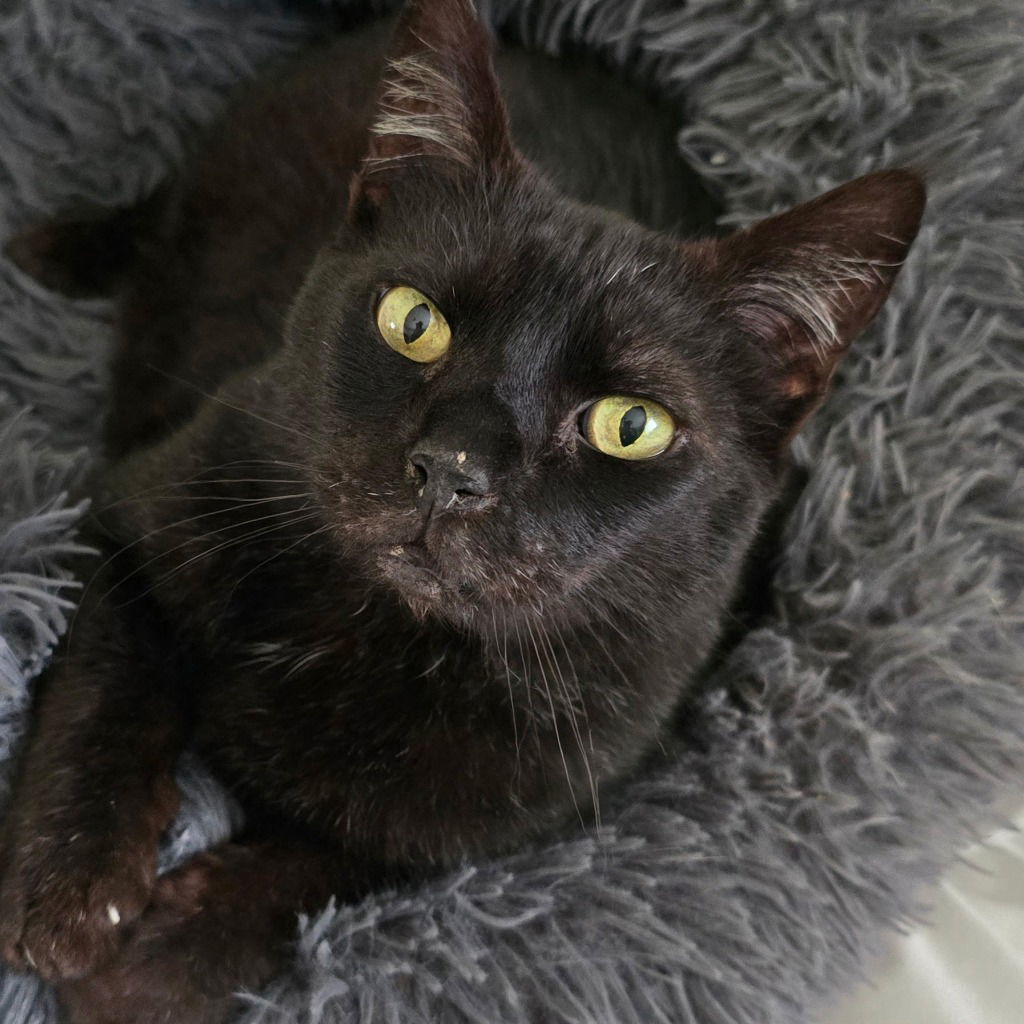 Freya