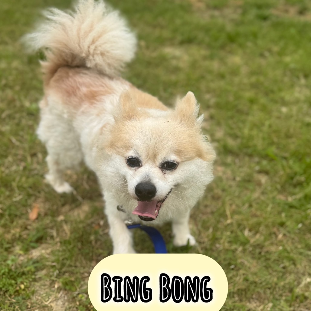 BingBong