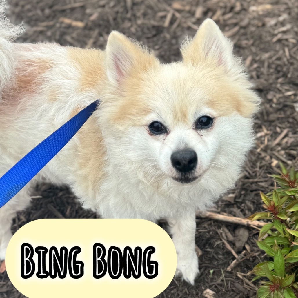 BingBong