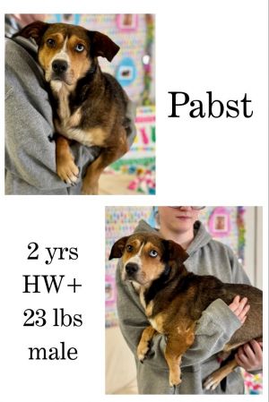 Pabst, Adult Male unknown
