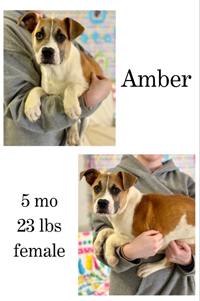 Amber