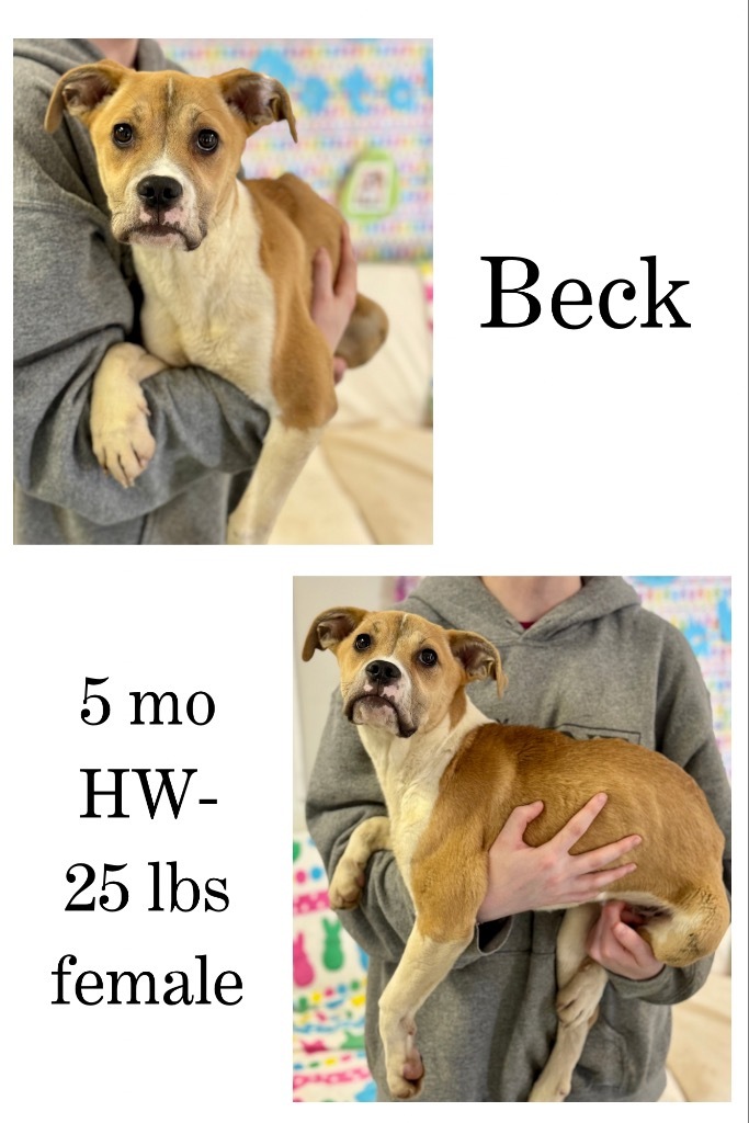 Beck