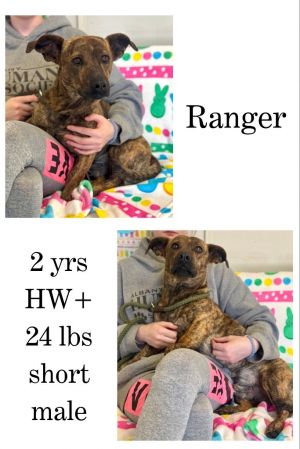 Ranger, Adult Male unknown
