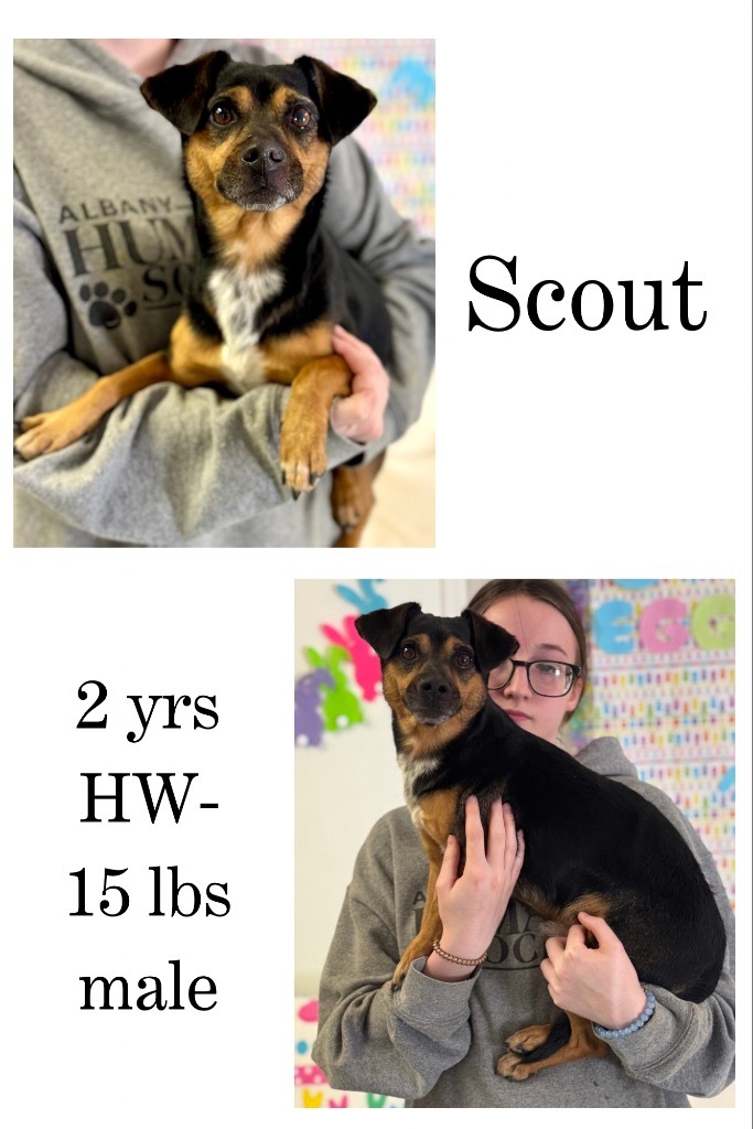 Scout