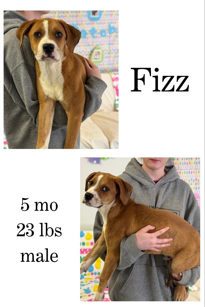 Fizz