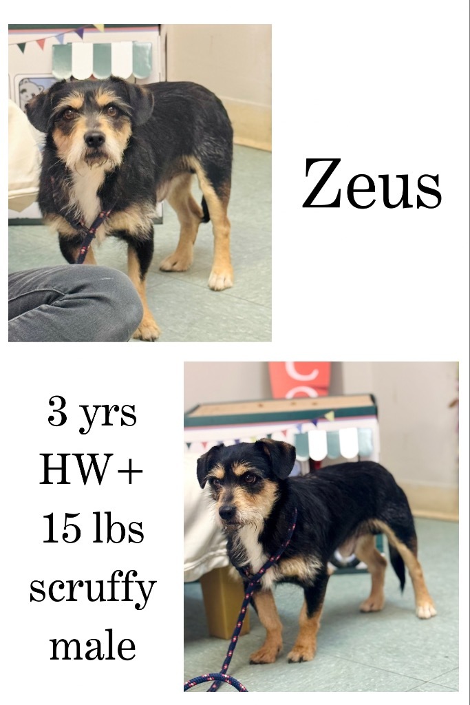Zeus