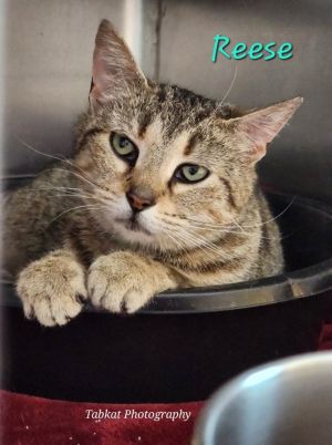 Reece (Pumpkin), Adult Female unknown