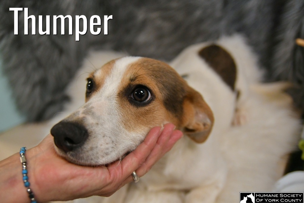 Thumper