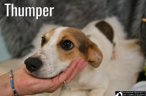Thumper