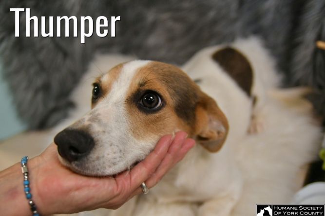 Thumper