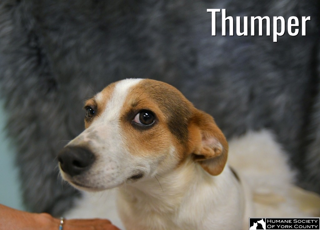 Thumper