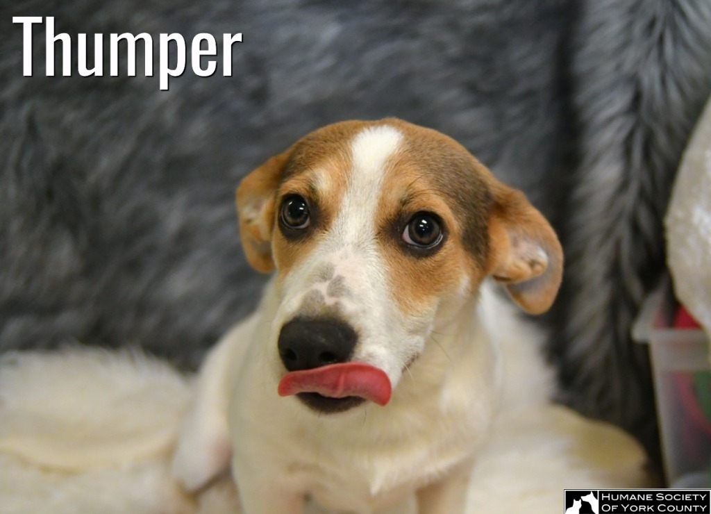 Thumper