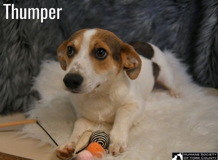 Thumper 4