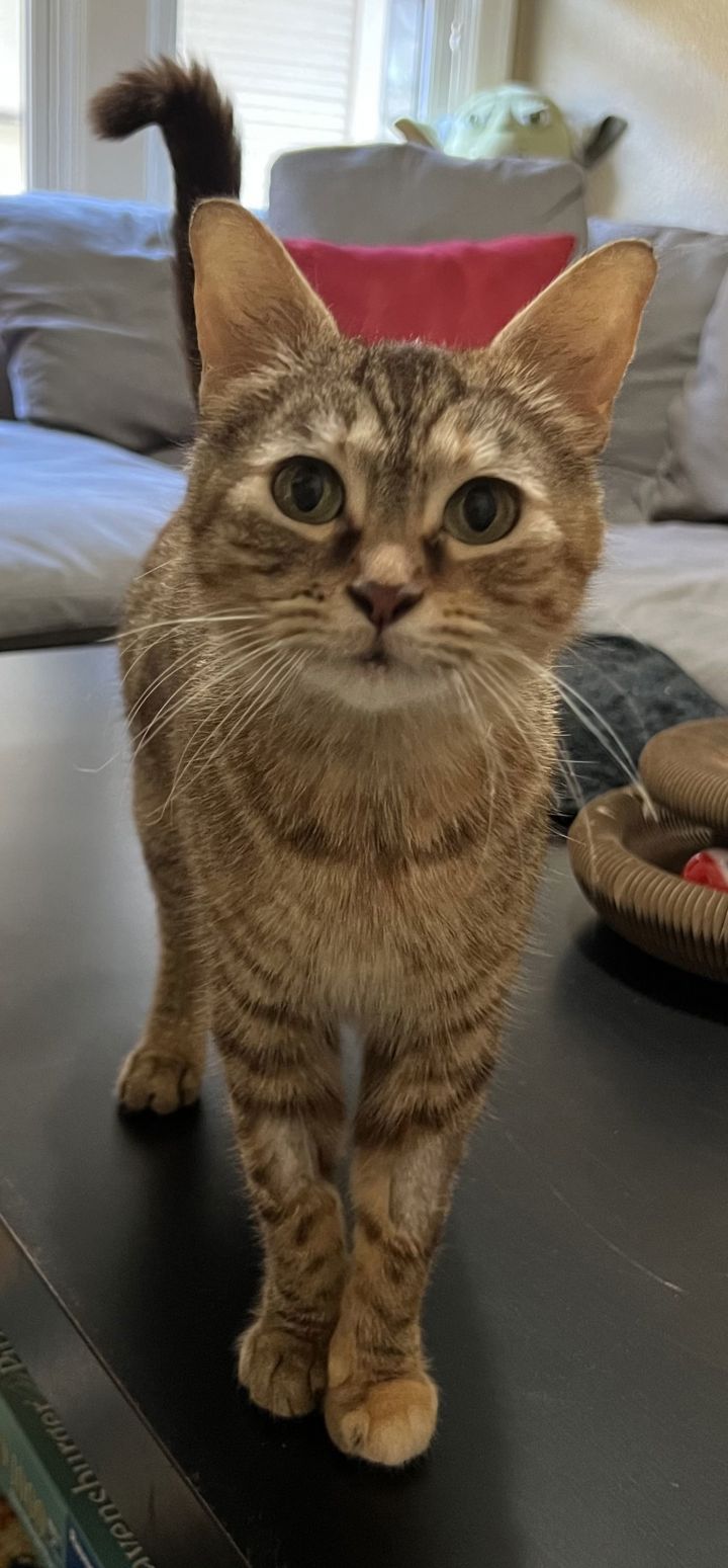 NALA - Offered by Owner - Young and Sweet Tabby 1