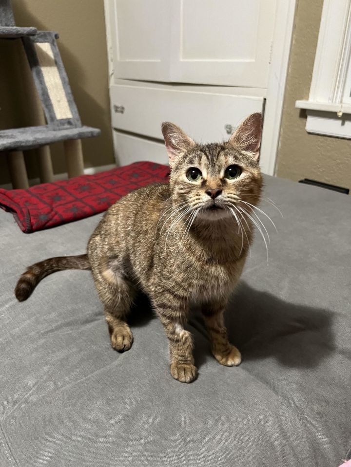 NALA - Offered by Owner - Young and Sweet Tabby 2