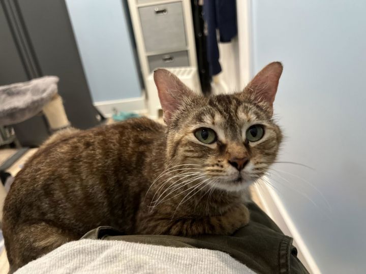 NALA - Offered by Owner - Young and Sweet Tabby 3