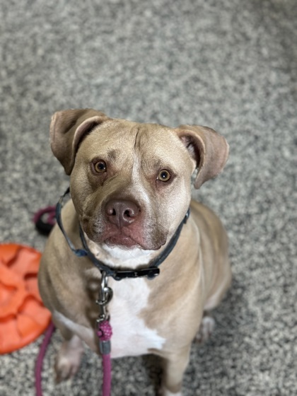Budder, an adoptable Mixed Breed in Rhinelander, WI, 54501 | Photo Image 1