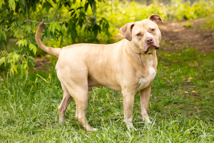Budder, an adoptable Mixed Breed in Rhinelander, WI, 54501 | Photo Image 1