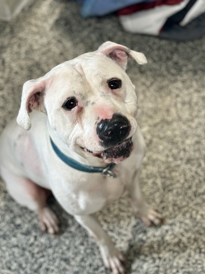 Casper, an adoptable Mixed Breed in Rhinelander, WI, 54501 | Photo Image 1