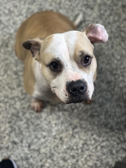 Odessa *Sponsored*, an adoptable Mixed Breed in Rhinelander, WI, 54501 | Photo Image 1