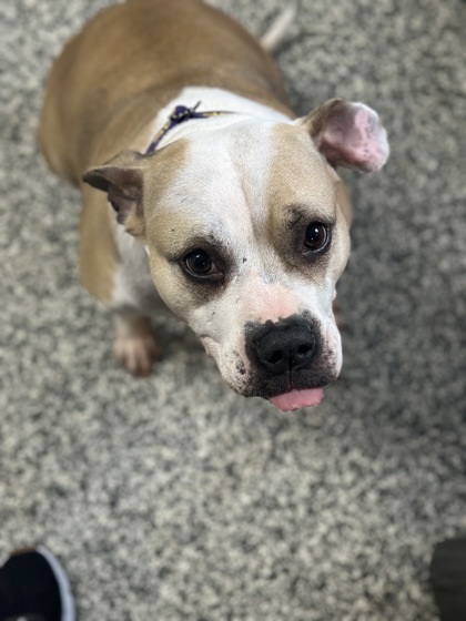 Odessa *Sponsored*, an adoptable Mixed Breed in Rhinelander, WI, 54501 | Photo Image 2