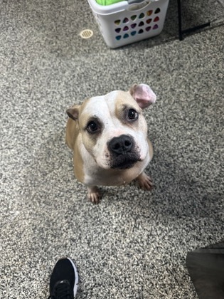 Odessa *Sponsored*, an adoptable Mixed Breed in Rhinelander, WI, 54501 | Photo Image 3