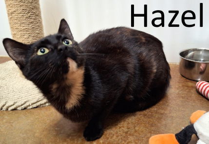 Hazel