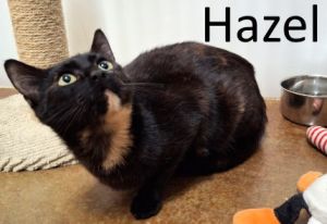 Hazel