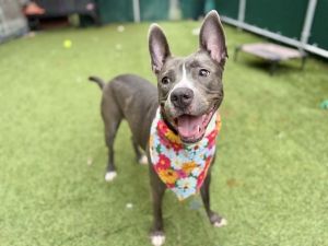 Dixie Mixed Breed Dog