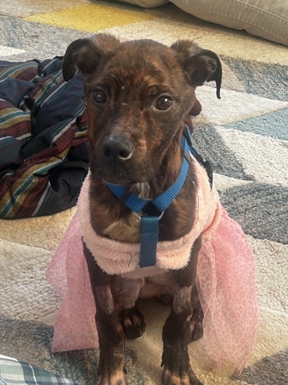 Leela (in foster)