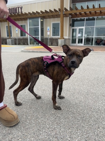 Leela (in foster)