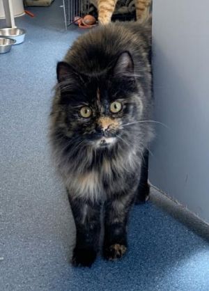 Miriam, Young Female Domestic Medium Hair