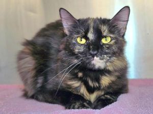 Willow, Young Female unknown