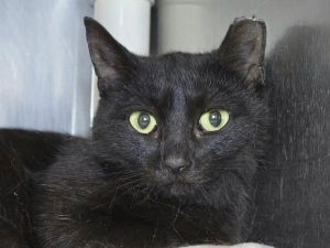 Starlight, Young Female unknown